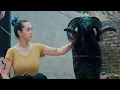 Download Lagu Menelusuri Kolektor Domba Garut di Majalaya