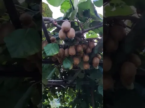 Как растут плоды Киви