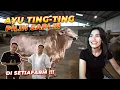 Download Lagu ABIS KELILING RUMAH..! AYU TING-TING LANJUT PILIH SAPI DI SETIA FARM JAWA BARAT..!!