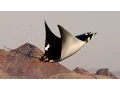 Mobula Rays belly flop to attract a mate - Shark Episode 2