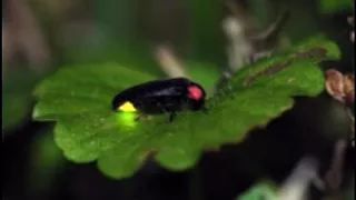 What Do Fireflies Eat The Answer Will Blow You Away