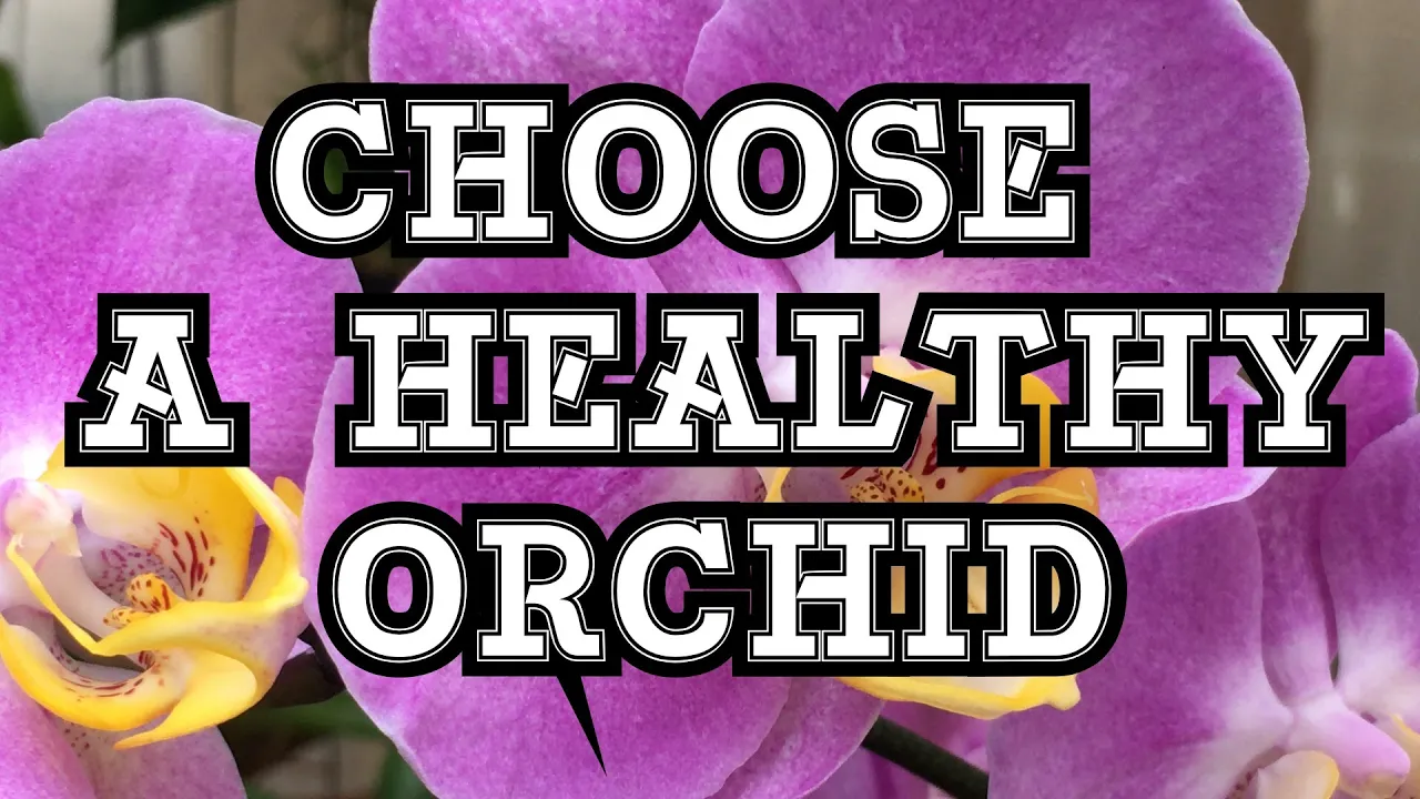 HOW TO CHOOSE A HEALTHY ORCHID AT THE STORE: A PHALAENOPSIS ORCHID BUYING GUIDE