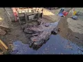 Milling HUGE Black Walnut Root Ball Into Slabs