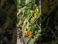 Garden Roma or Plum Tomatoes