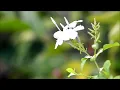 Balada Salawat - Raihan