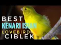 Lagu Kenari isian,lovebird,ciblek mantap buat pancingan dan masteran