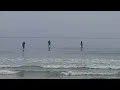 La Jolla Shores Surf 2026 - INSANE Waves Shark Sightings San Diego
