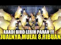 Download Lagu ABADI BIRD MAKIN PARAH ! CUCAK JENGGOT BAHAN KOK DIJUAL CUMA SEGINI PADAHAL LANGKA PALING DICARI