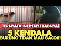 Download Lagu 5 ALASAN CENDET TIDAK GACOR SAAT DIPANCING DENGAN MP3‼️