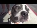 Short and adorable needs help at CARSON SHELTER