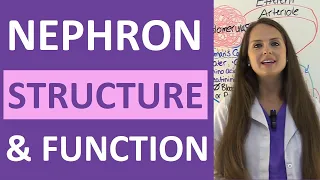 Nephron Structure and Function Physiology Filtration Reabsorption Secretion NCLEX Review