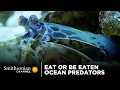 Eat Or Be Eaten Ocean Predators Smithsonian Channel