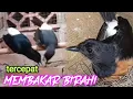 Download Lagu TERBUKTI Tercepat Menaikan Birahi Murai Susah Kawin Agar Cepat Produk|Pancingan Murai Kawin Part58