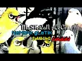 Download Lagu MASTERAN PLECI NEMBAK GLATIK BATU SAMBUNG LOVEBIRD