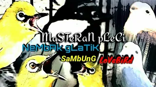 Download MASTERAN PLECI NEMBAK GLATIK BATU SAMBUNG LOVEBIRD MP3