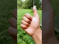 Download Lagu At first I liked this insect, but it turned out to smell really bad #insects #animals
