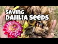 Download Lagu How to Save Dahlia Seeds and Grow New Varieties!
