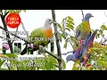 Download Lagu suara burung punai