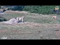 Download Lagu Standoff at Tembe: Lone Lioness vs. Impala Showdown