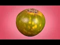 Hidden Patterns Inside Food - Ultimate Compilation