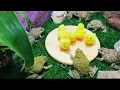 Download Lagu Bullfrog vs baby ducks 🦆 funny frog #frog