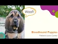 Bloodhound Pet-U-Cation