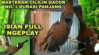 mp3 suara cililin rapat gacornya pancingan cililin semua jenis burung berjuara cara masteran cililin