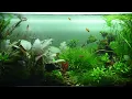BeVario Aquatic - online aquarium atlas for free, aquarium tips, aquarium equipment reviews - v4