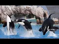Download Lagu Orca Encounter Presentation (Full Show) with Six Orcas SeaWorld San Diego January 31, 2025 at 12 PM