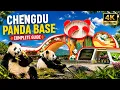 Explore Chengdu Giant Panda Research Base - Complete Guide to Pandas Bookstore Panda Cafe