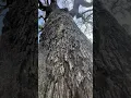 Download Lagu Here at the new City Hall, we have a stand of Sand Live Oaks predicted to be at least 150 years old