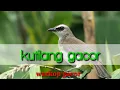 Download Lagu pancingan MP3 kutilang gacor