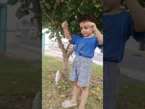 علول صاد سمكه جبيره