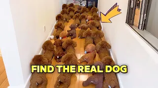 can you find the real dog