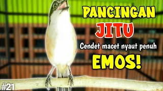 Download PANCINGAN JITU!!! UNTUK TERAPI CENDET YANG LAGI MACET MALAS BUNYI LANGSUNG NYAUT PENUH EMOS1 MP3