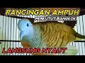 Download Lagu PANCINGAN AMPUH PERKUTUT BANGKOK LANGSUNG NYAUT