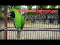 Download Lagu DONGKRAK EMOSI || CUCAK IJO JAMTROK FULL TEMBAKAN TENGKEK BUTO