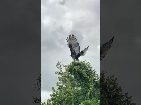 This Beautiful Bird Suddenly Spread Its Wings 🦅 | Amazing Nature Moment