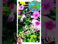 Download Lagu ❕💭↝§low |)own. ➜🔅 £|Fe is Beautiful \u0026 We have Time. #naturebeauty #positivevibes #lifequotes