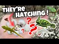 MYSTERY REPTILE EGGS ARE HATCHING WHAT ARE THEY