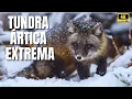 Arctic Tundra The Frozen Kingdom Where Life Defies the Impossible - Brutal Arctic Documentary