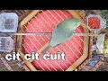 Download Lagu cit cit cuit ...ampuh untuk melatih pleci belajar bunyi