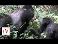Silverback Mountain Gorilla Mating with Female - Bwindi Impenetrable Forest Uganda Nkuringo