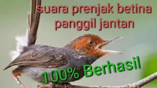 Download suara prenjak betina panggil jantan MP3