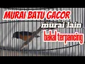 Murai batu gacor ganas bongkar isian ,bagus untuk menaikan emosi murai batu