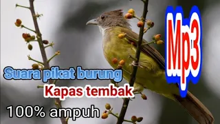 Download suara pikat burung kapas tembak mp3 MP3