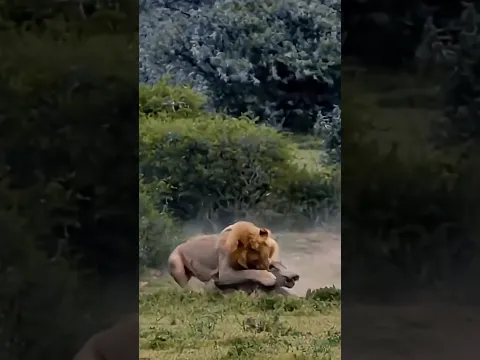 Wild Hunt: Lion vs Warthog #animals #wildlife #shortvideo #viral #lion #warthog #safari