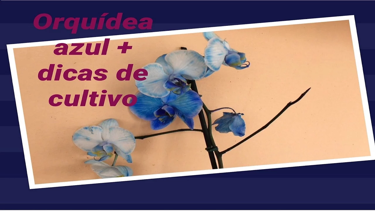 ORQUÍDEA AZUL + DICAS DE CULTIVO