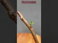 Download Lagu How to do Grafting with Gulmohar tree                #gulmohar #bonsai #grafting #royalpoinciana