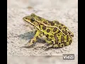 Do frogs have teeth